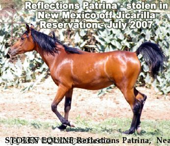 STOLEN EQUINE Reflections Patrina,+ Near Dulce, NM, 87582